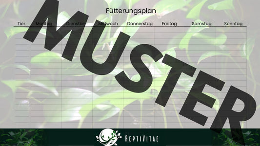 Fütterungsplan